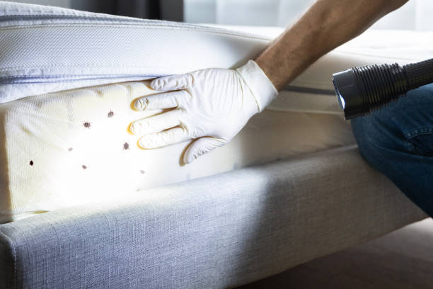 Best Local Pest Control Services  in Gonzales, LA